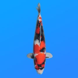 Koï Japon Showa éleveur Maruhiro 45-50 cm