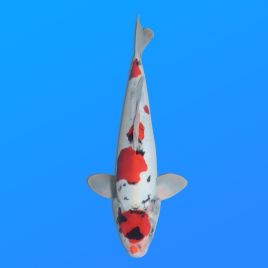 Koï Japon D. Showa éleveur Shinoda 38 cm