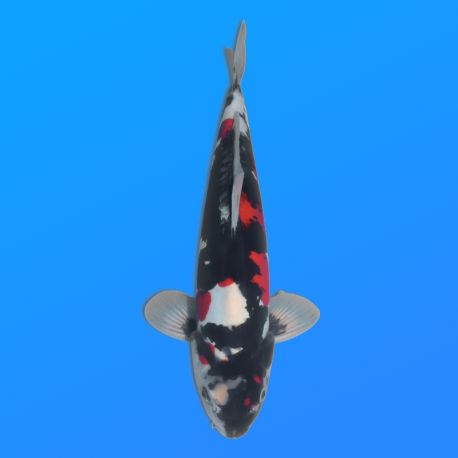 Koï Japon D. Showa éleveur Shinoda 39 cm