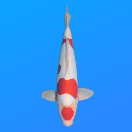 Koï Japon D. Kohaku éleveur Shinoda 45 cm