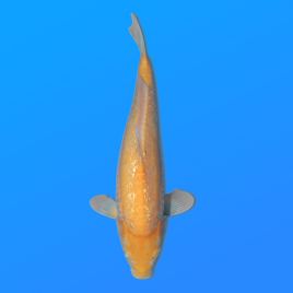 Koï Japon G. D. Karashi éleveur Seiki 38-41 cm