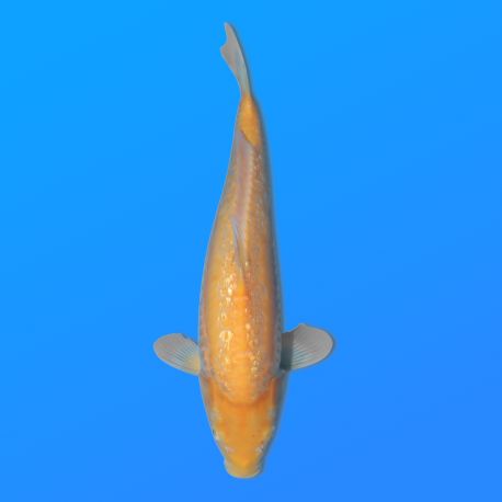 Koï Japon G. D. Karashi éleveur Seiki 38-41 cm