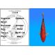 Koï Japon Goshiki éleveur Kanno 36-41 cm