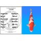 Koï Japon Kohaku mâle éleveur Himitsu 56 cm