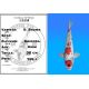 Koï Japon D. Showa éleveur Shinoda 38 cm