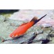 Xipho Xiphophorus helleri Wagtail 4-5cm 3,50 €