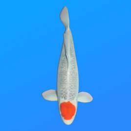 Koï Japon Tancho Goshiki femelle éleveur Hiroi 60 cm