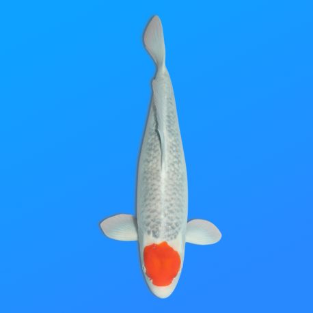 Koï Japon Tancho Goshiki femelle éleveur Hiroi 60 cm