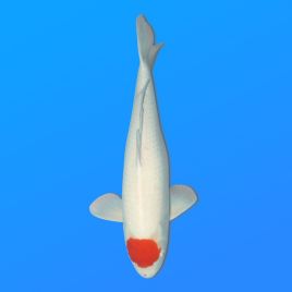 Koï Japon Tancho femelle éleveur Hoshikin 70 cm