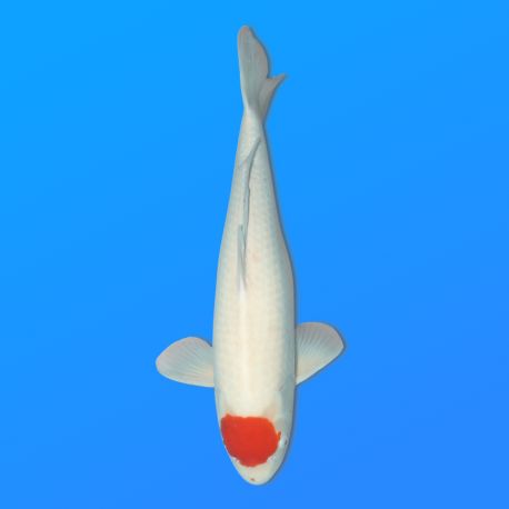 Koï Japon Tancho femelle éleveur Hoshikin 70 cm
