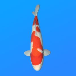 Koï Japon Kohaku femelle éleveur Oya 64 cm