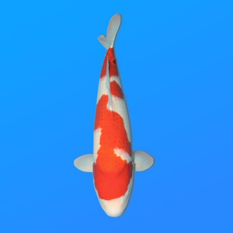 Koï Japon Kohaku femelle éleveur Oya 64 cm