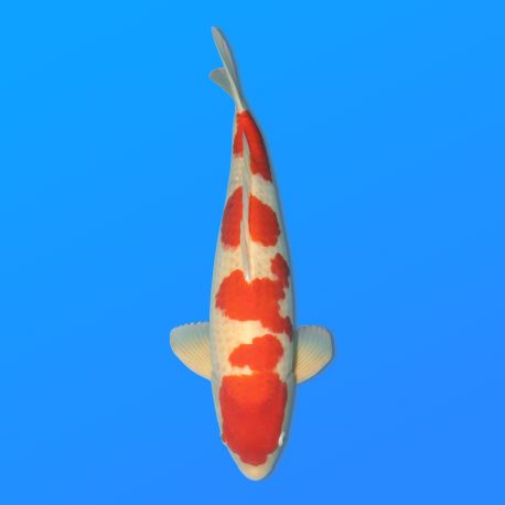 Koï Japon Kohaku mâle éleveur Hoshikin 66 cm