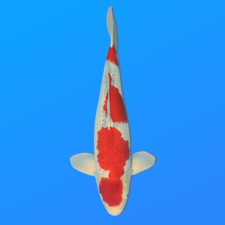Koï Japon Goshiki mâle éleveur Kawakami 54 cm