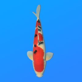 Koï Japon Sanke mâle éleveur Oya 53 cm