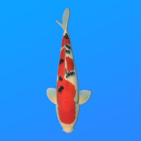 Koï Japon Sanke mâle éleveur Oya 53 cm
