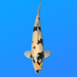 Koï Japon Shiro Utsuri mâle éleveur Omosako 57 cm