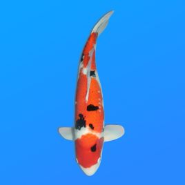 Koï Japon Sanke femelle éleveur Seiki 66 cm