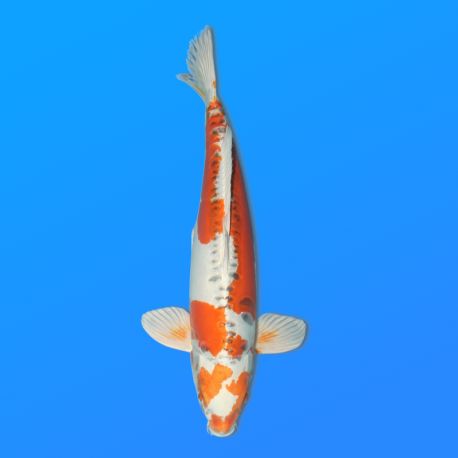 Koï Japon D. Kujaku mâle éleveur Seiki 67 cm
