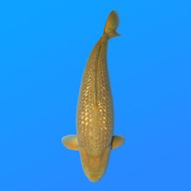 Koï Japon G. Chagoi femelle éleveur Marudo 75 cm