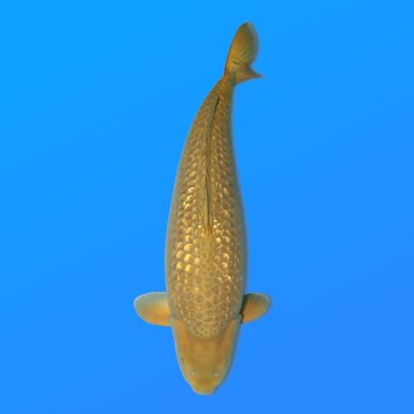 Koï Japon G. Chagoi femelle éleveur Marudo 75 cm