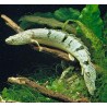 Polypterus ansorgii 8-10 cm