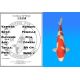 Koï Japon Kohaku femelle éleveur Oya 64 cm