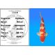 Koï Japon Kohaku mâle éleveur Hoshikin 66 cm