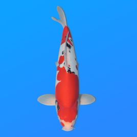 Koï Japon D. Sanke éleveur Shinoda 40-45 cm