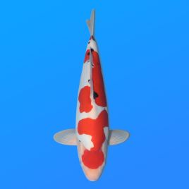 Koï Japon D. Sanke éleveur Shinoda 40-45 cm