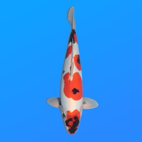 Koï Japon D. Showa éleveur Shinoda 40-45 cm