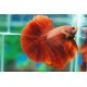 Betta mâle Halfmoon super rouge (Les patrons de coloration peuvent varier) 28,60 €