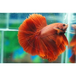 Betta mâle Halfmoon super rouge (Les patrons de coloration peuvent varier) 28,60 €