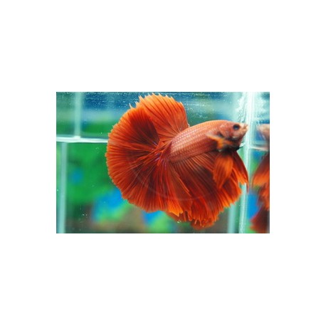 Betta Halfmoon rouge - splendens red halfmoon
