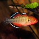 Hypseleotris compressa lot de 2 22,00 €