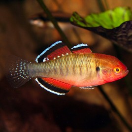 Hypseleotris compressa 