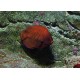 Centropyge Aurantia : 5-7 cm  387,50 €