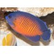 Centropyge Bispinosus : 2-3 cm  39,90 €