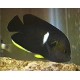 Centropyge Tibicen 4-7 cm 43,00 €