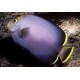 Chaetodontoplus Melanosoma : 10-12 cm  