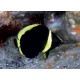 Chaetodontoplus Melanosoma juvenile : 2.5 à 4 cm  79,50 €