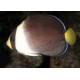 Chaetodontoplus Mesoleucus : 4 à 7 cm  