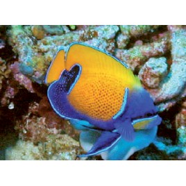 Euxiphipops Navarchus adulte : 10-12 cm