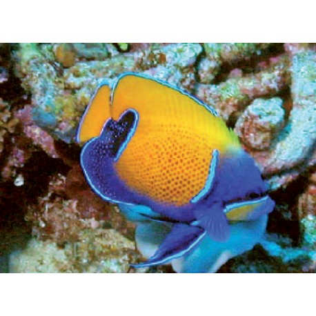 Euxiphipops Navarchus adulte : 7-10 cm