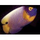 Euxiphipops Xanthometopon adulte : 13-15 cm  297,50 €