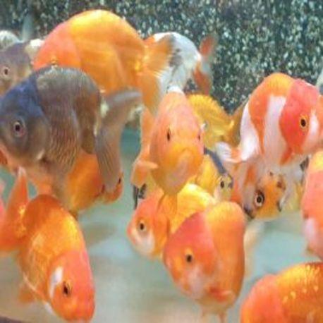 Ranchu mix Grade A  49,50 €