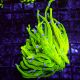 Bouture Euphyllia Glabrescens holy grail (1 polype)
