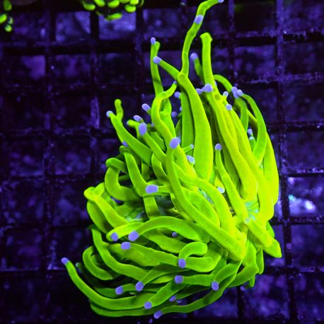 Bouture Euphyllia Glabrescens holy grail (1 polype)