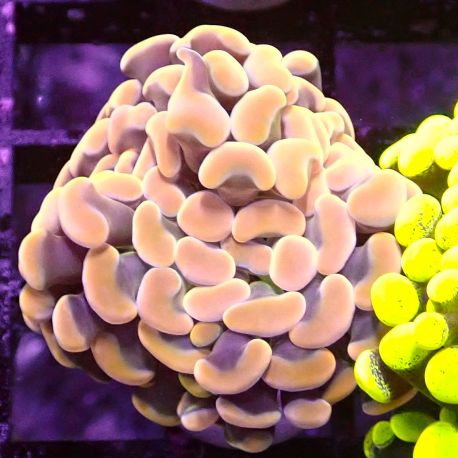 Bouture Euphyliia parancora orange (1 polype)