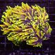 Euphyllia Dragon Soul 5 polypes 